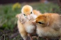 Little chicken, yellow chickens on the grass. Rearing small chickens. Poultry farming Royalty Free Stock Photo