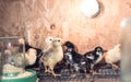 Little chickens in a brooder on the farm Royalty Free Stock Photo