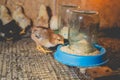 Little chickens in a brooder on the farm Royalty Free Stock Photo