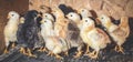 Little chickens in a brooder on the farm Royalty Free Stock Photo