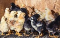 Little chickens in a brooder on the farm Royalty Free Stock Photo