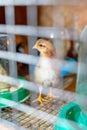 Little chickens in a brooder on the farm Royalty Free Stock Photo