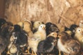 Little chickens in a brooder on the farm Royalty Free Stock Photo
