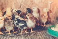 Little chickens in a brooder on the farm Royalty Free Stock Photo
