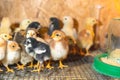 Little chickens in a brooder on the farm Royalty Free Stock Photo