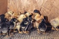 Little chickens in a brooder on the farm Royalty Free Stock Photo
