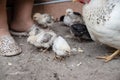 Little chickens eat feed in the yard. Poultry