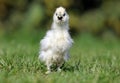 A little chickens on a grass, outdoor Royalty Free Stock Photo