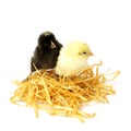 Little chickens isolated on white background. two chicks in a nest