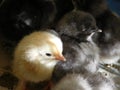 Little chickens just hatched now Royalty Free Stock Photo