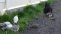 Little chickens with mother broody hen walk in green garden