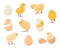 Little chicks birds and eggs. Chickens farm or Easter elements Royalty Free Stock Photo