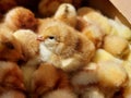 little chicks in box. Fluffy birds. Close up Royalty Free Stock Photo