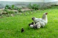 Little chicks with mother chicken walking on grass