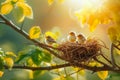 Little chicks in the nest on a tree branch in the sunlight. Springtime concept Royalty Free Stock Photo