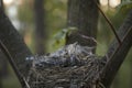 Little chicks in the nest in the wild Royalty Free Stock Photo