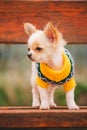 Little chihuahua dog in clothes on bench. Cute domestic pet outdoors. Chihuahua puppy in the park