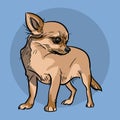Little Chihuahua Dog