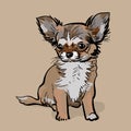 Little Chihuahua Dog. Puppy