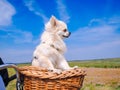 Little Chihuahua dog riding on bike basket. Puppy traveling with people on the road in the dune area of Schiermonnikoog