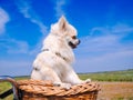 Little Chihuahua dog riding on bike basket. Puppy traveling with people on the road in the dune area of Schiermonnikoog