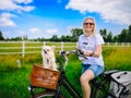 Little Chihuahua dog riding on bike basket. Puppy traveling with woman on road in the dune area in Netherlands. Active Royalty Free Stock Photo