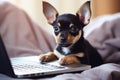 Little chihuahua dog sitting at laptop computer. Smart puppy using computer for online learning, training, shopping Royalty Free Stock Photo