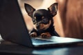 Little chihuahua dog sitting at laptop computer. Smart puppy using computer for online learning, training, shopping Royalty Free Stock Photo