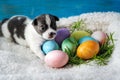 A little chihuahua puppy is lying, in front of him on the green grass are easter eggs. Selective focus. Royalty Free Stock Photo