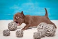 Little Chihuahua puppy playing, biting the ball of the vine, selective focus Royalty Free Stock Photo