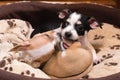 Little chihuahuas playing in a basket