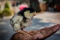 Little chik beautiful Royalty Free Stock Photo