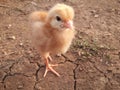 Little chik