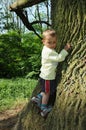 Little child climbing big tree Royalty Free Stock Photo