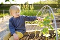 Little child is in community kitchen garden. Raised garden beds with plants in vegetable community garden. Lessons of gardening Royalty Free Stock Photo