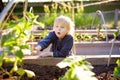 Little child is in community kitchen garden. Raised garden beds with plants in vegetable community garden Royalty Free Stock Photo