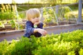 Little child is in community kitchen garden. Raised garden beds with plants in vegetable community garden Royalty Free Stock Photo