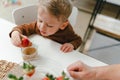 Little boy eating homegrown strawberries with brown sugar.