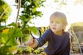 Little child exploring nature with magnifying glass in community kitchen garden . Close up. Little boy looking with magnifying Royalty Free Stock Photo