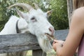 Little child feeds a goat. Caring for animals since childhood concept