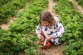 Little child girl eating strawberries. Picking strawberry on fruit farm field on sunny summer day. Kids pick fresh ripe Royalty Free Stock Photo