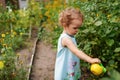 Little child girl watering plants and flowers in a garden Royalty Free Stock Photo