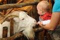 Little child with goat Royalty Free Stock Photo