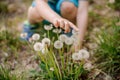 Little child hand touching white dandelion flowers walking in the park Royalty Free Stock Photo