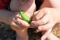 Little child hands holding green peas Royalty Free Stock Photo