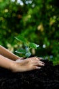 Little child hands take care and plant young seedling on a black soil