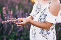 Little child harvesting lavender. Just hand. Woman& x27;s hands holding a small lavander bouquet. Kid hands touching lavender