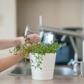 Little child is holding a transparent glass with water and watering plant Thymus vulgaris Common, German, Garden thyme