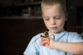 Little child looking on walking stick insect on his hands. Phasmid insect pet concept with copy space