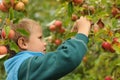 Little child picking apples